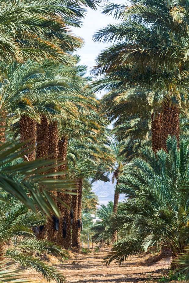 Palms in Israel